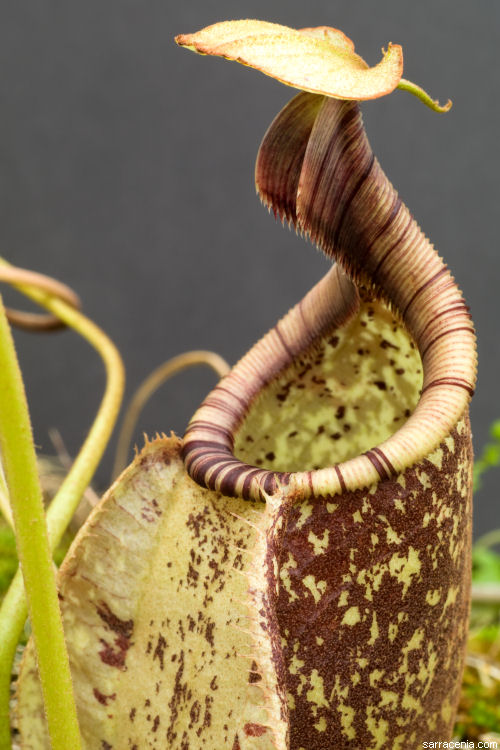 Nepenthes rafflesiana