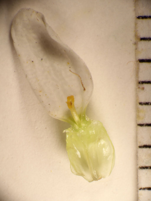 Argyranthemum foeniculaceum