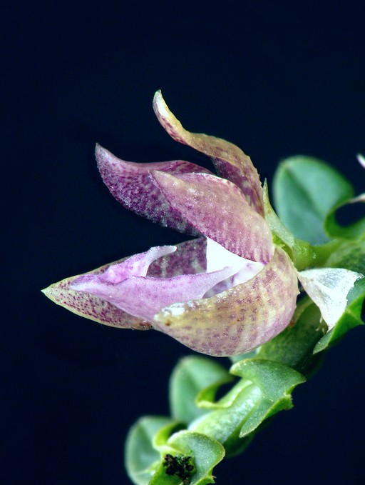 Dichaea costaricensis
