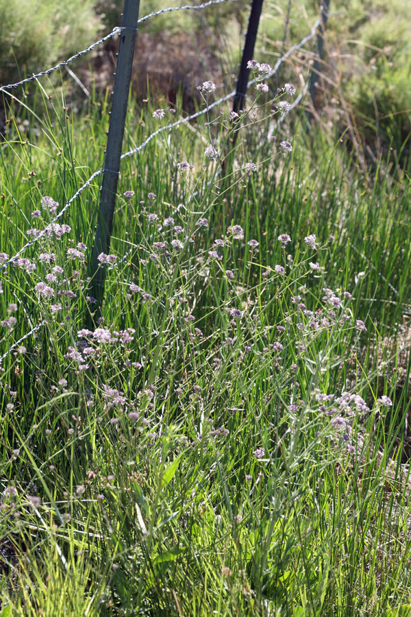 Thelypodium integrifolium ssp. complanatum