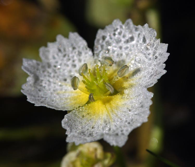 Damasonium californicum