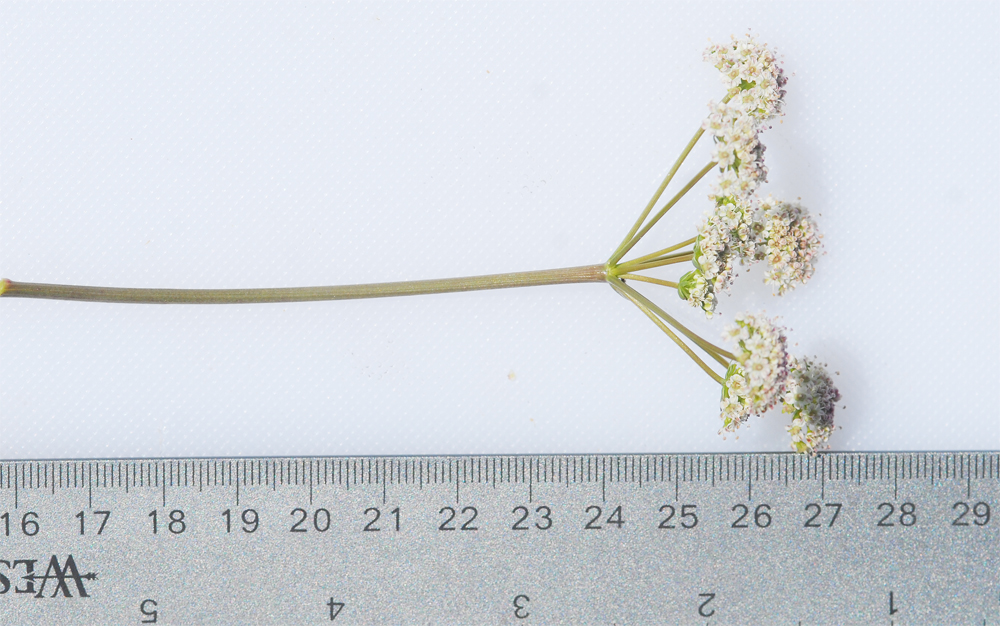 Perideridia gairdneri ssp. gairdneri