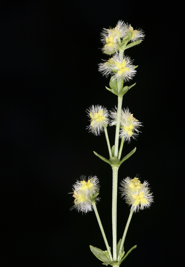 Galium serpenticum ssp. scotticum