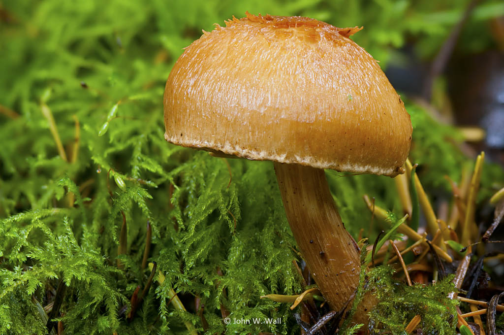 Galerina marginata Galerina marginata