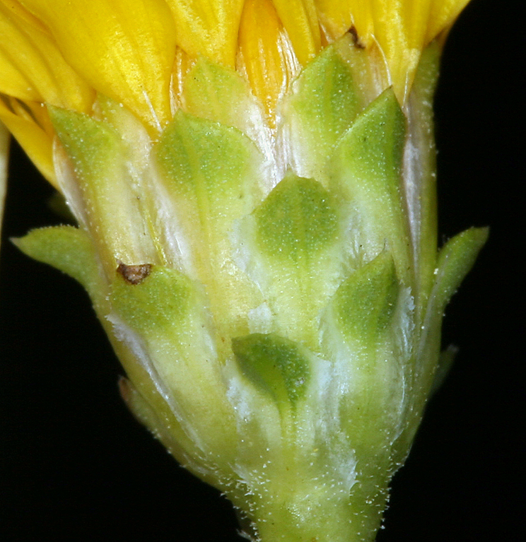 Pyrrocoma racemosa var. paniculata
