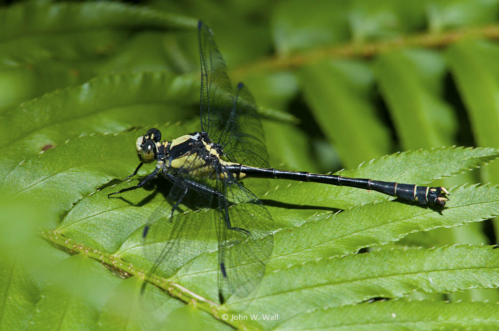 Octogomphus specularis Octogomphus specularis