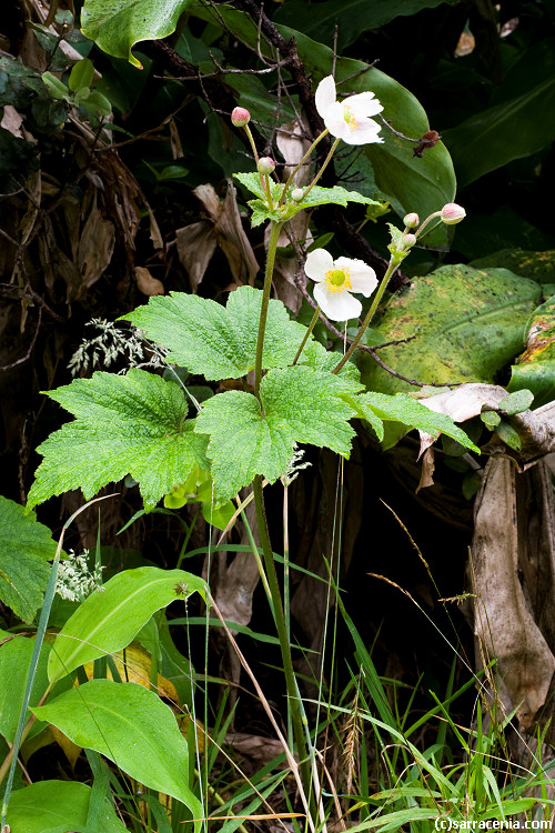 Eriocapitella vitifolia image