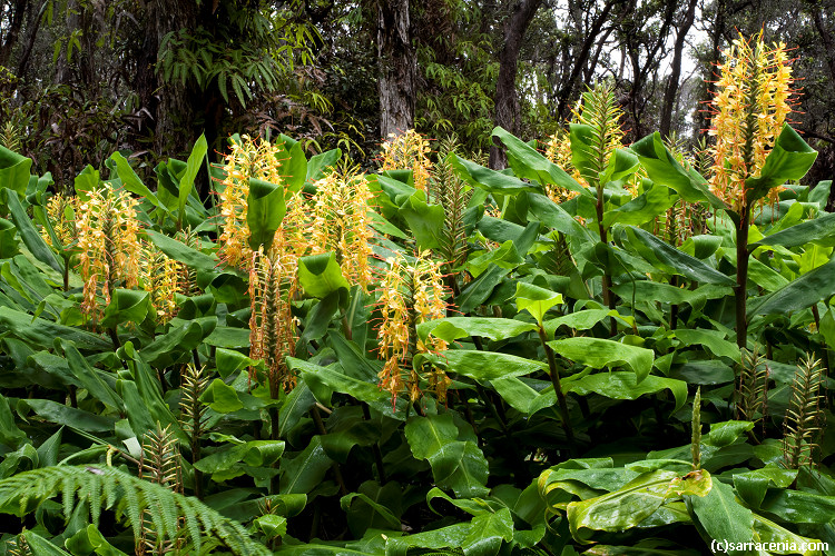 Hedychium gardnerianum