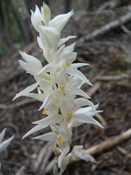 Cephalanthera austiniae Cephalanthera austiniae