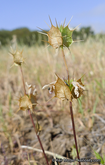 Acanthomintha ilicifolia