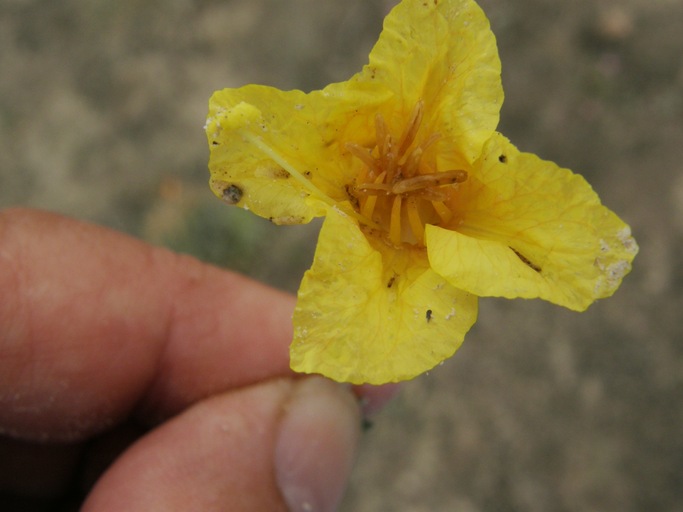 Oenothera lavandulifolius