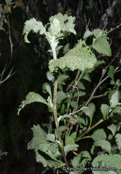 Ambrosia chenopodiifolia
