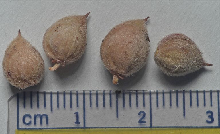 Prunus fasciculata