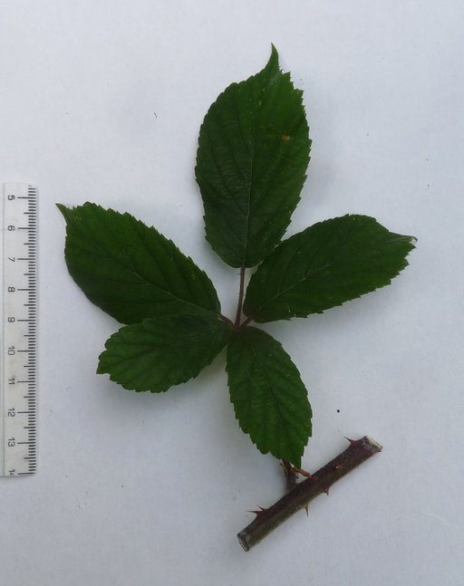 Rubus hastiformis