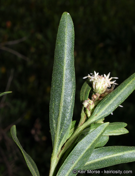 Baccharis salicifolia ssp. salicifolia