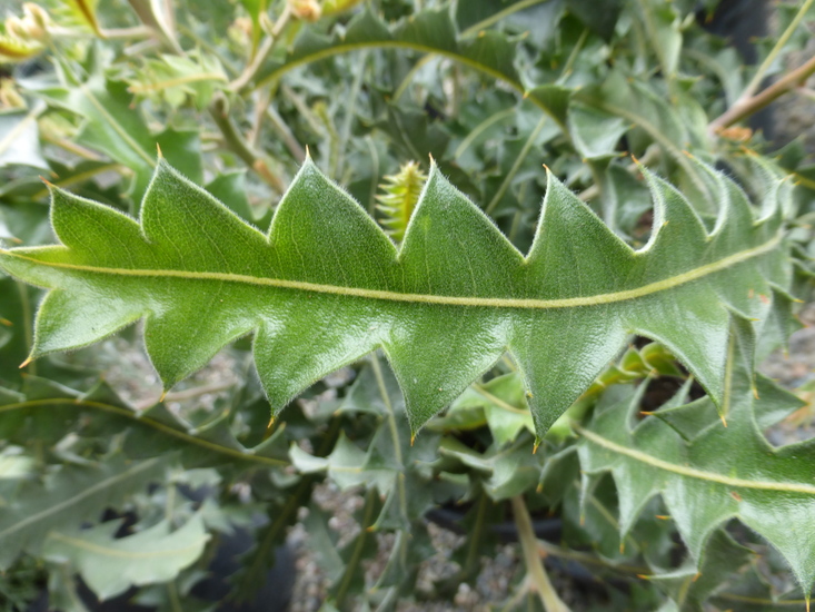 Banksia ashbyi