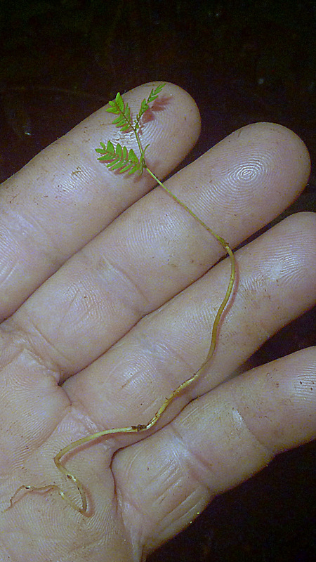 Senegalia pteridifolia
