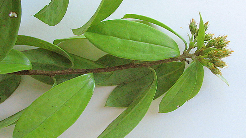 Dasyphyllum lanceolatum
