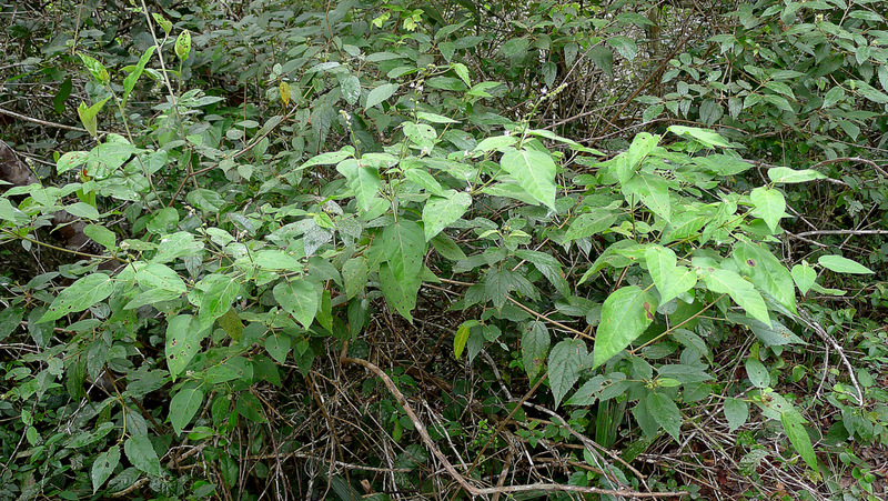 Croton tetradenius