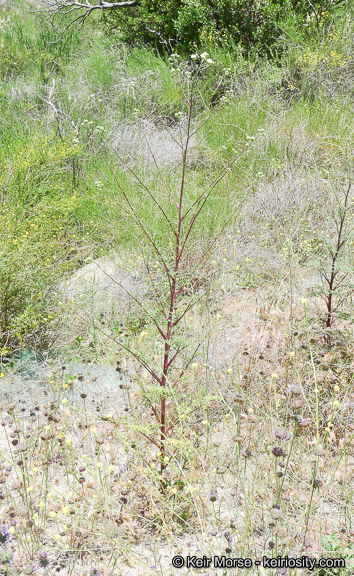 Chaenactis artemisiifolia