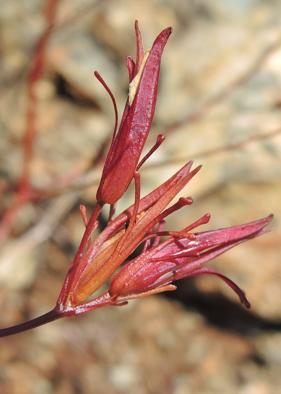 Cordylanthus tenuis ssp. capillaris