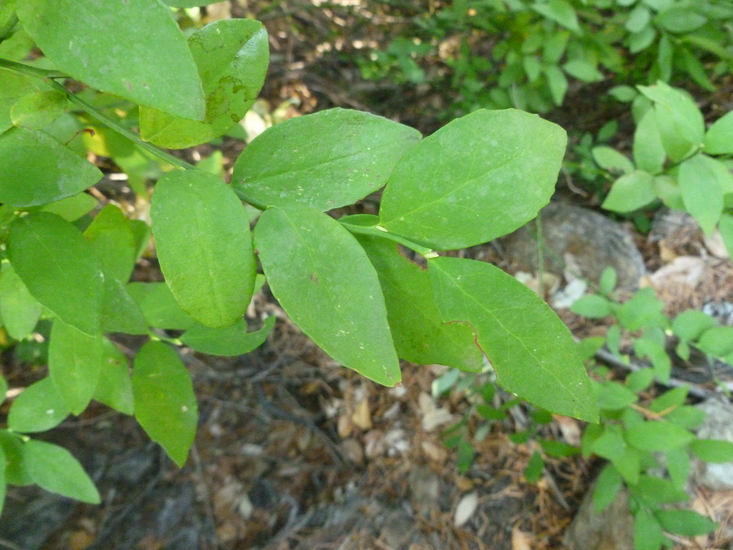 Vaccinium shastense ssp. shastense