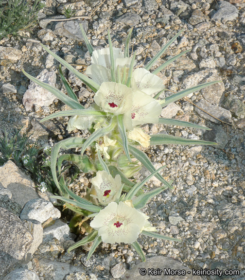 Mohavea confertiflora