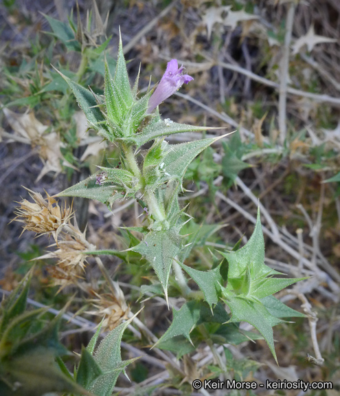 Salvia greatae