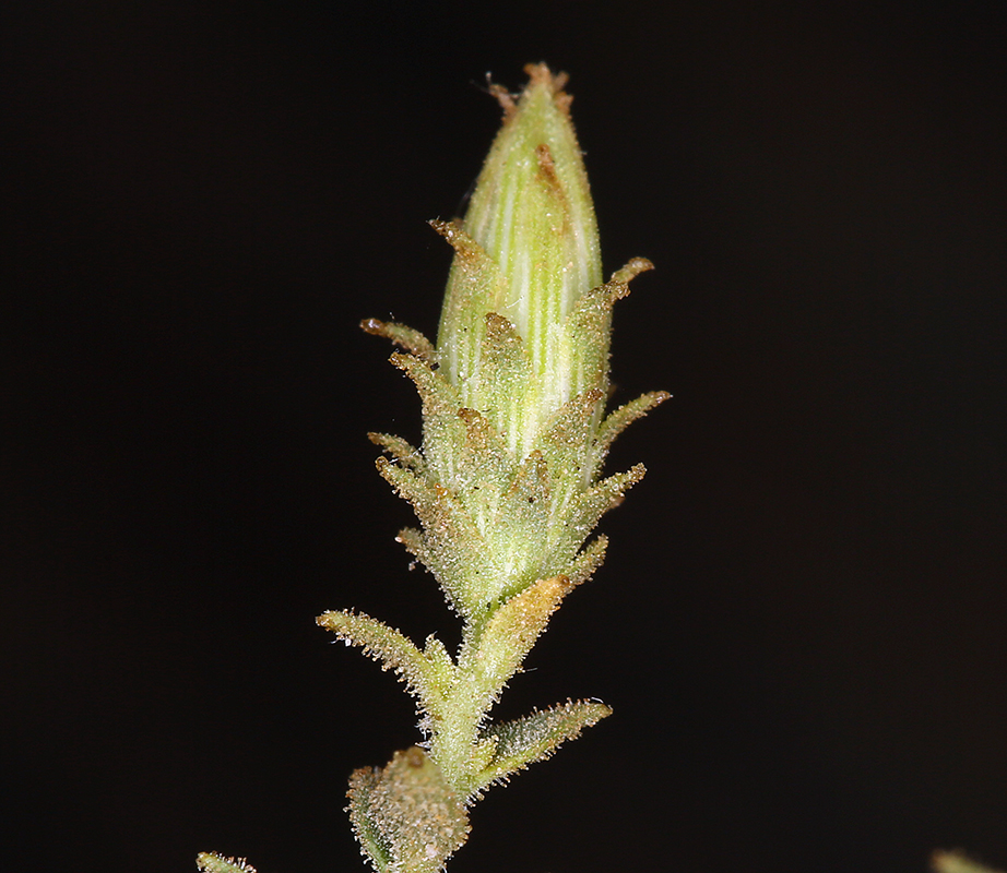 Brickellia microphylla var. microphylla