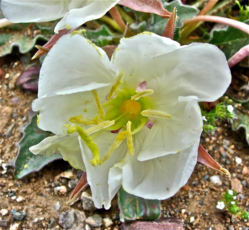 Oenothera caespitosa ssp. marginata