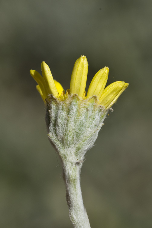 Chrysanthemoides incana