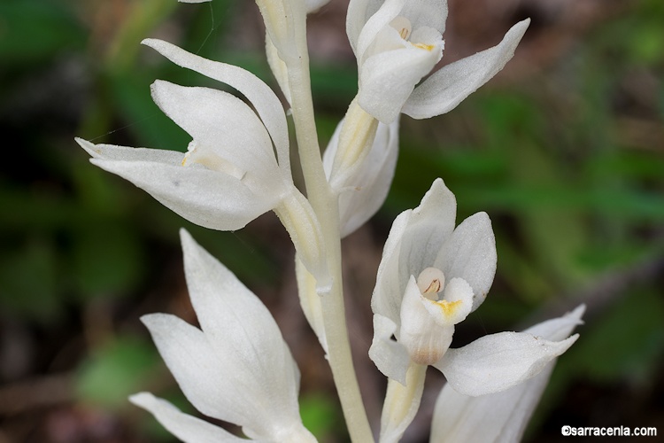 Cephalanthera austiniae