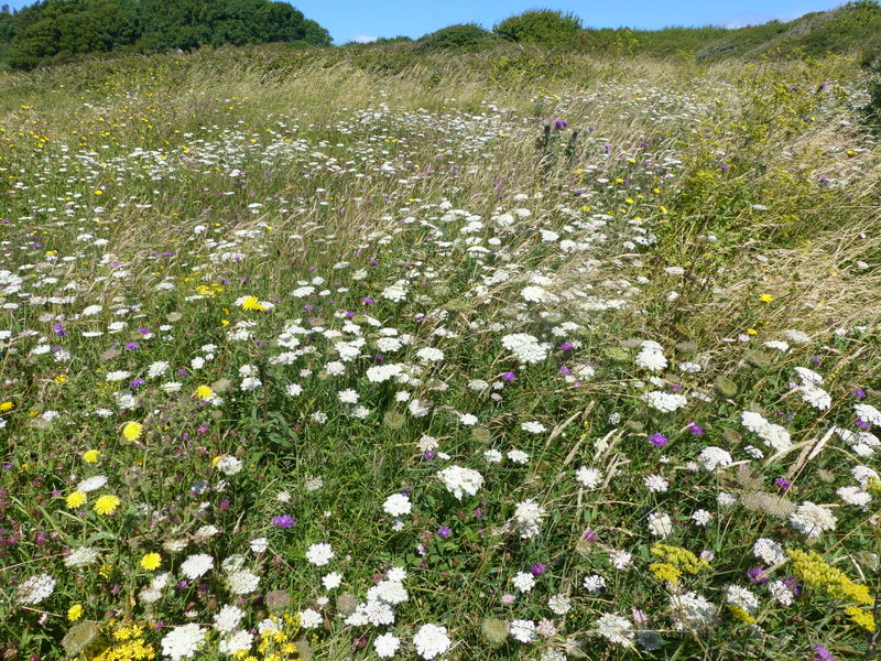 Wildflower meadow at Durlston CP, Dorset