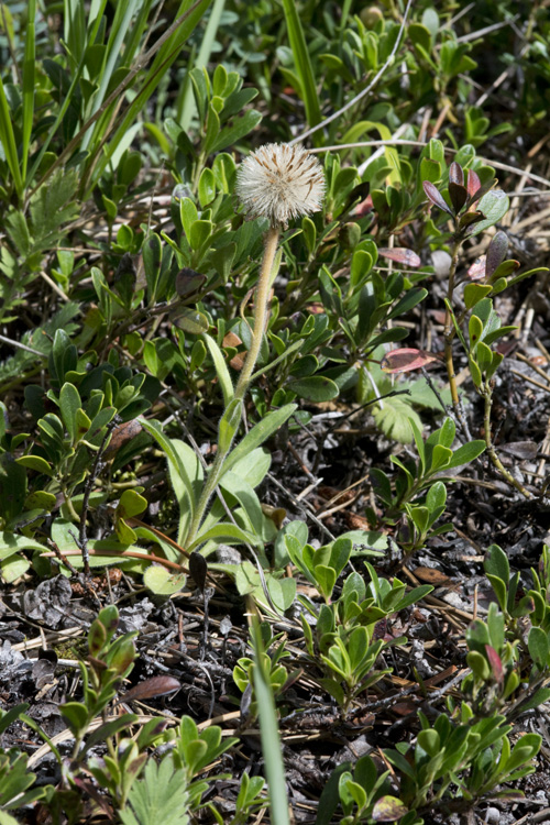 Aster alpinus ssp. vierhapperi