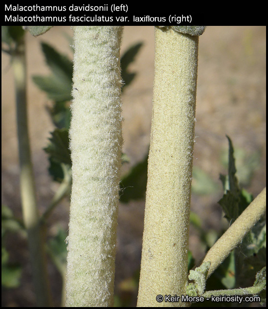 Malacothamnus fasciculatus var. laxiflorus