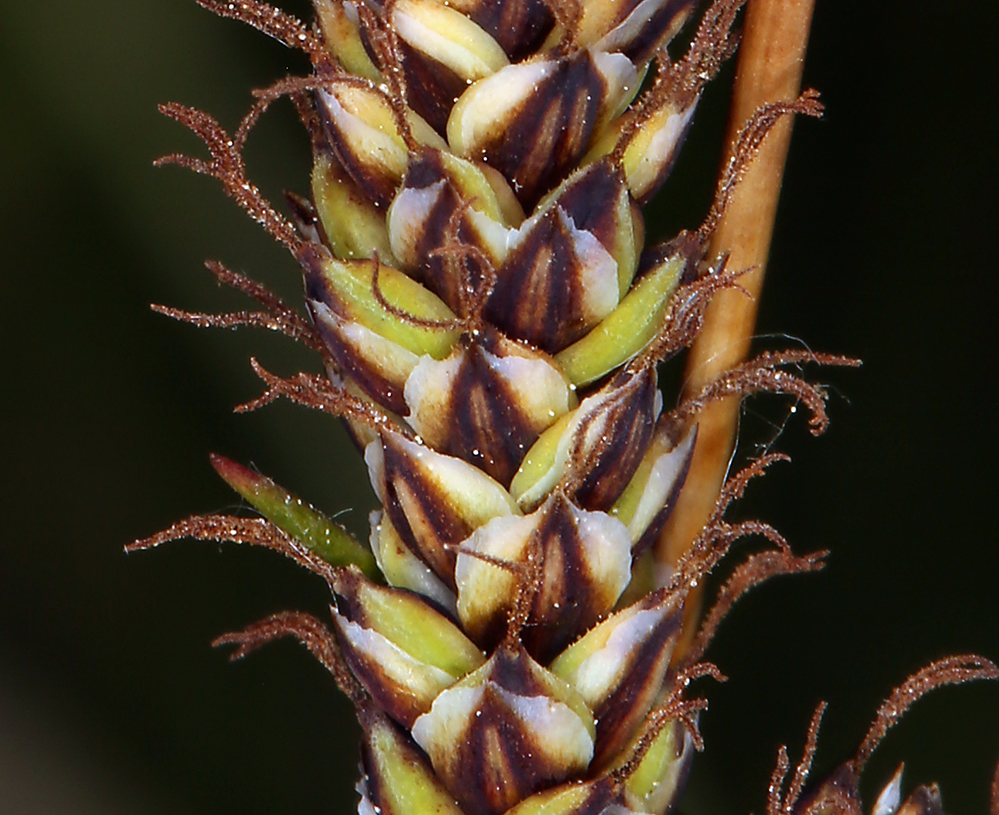 Carex idahoa