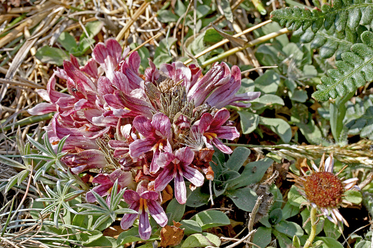 Orobanche californica ssp. californica