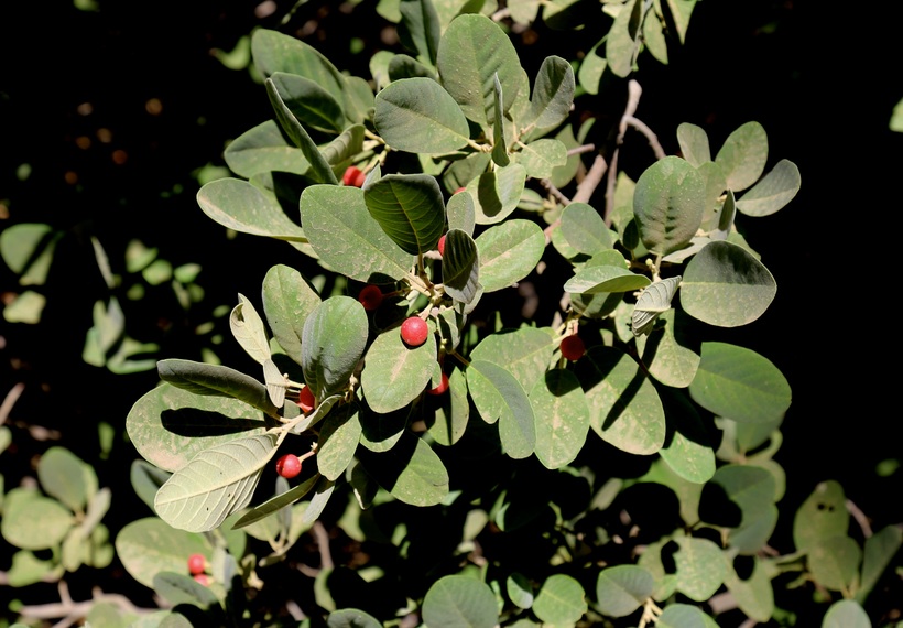 Frangula californica ssp. crassifolia