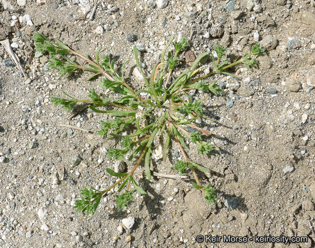 Lastarriaea coriacea