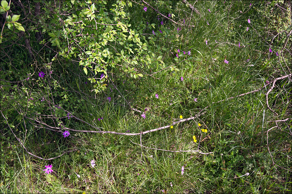 Anemone hortensis