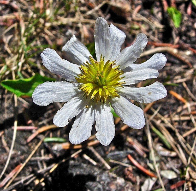Caltha leptosepala ssp. leptosepala