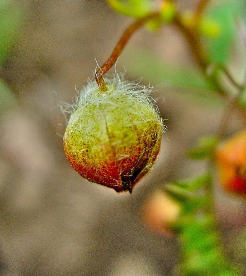 Limnanthes floccosa ssp. pumila