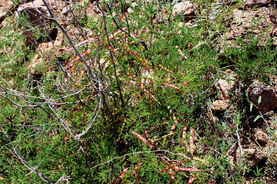 Acacia angustissima