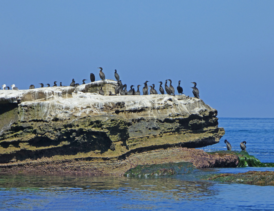 Cormorant species