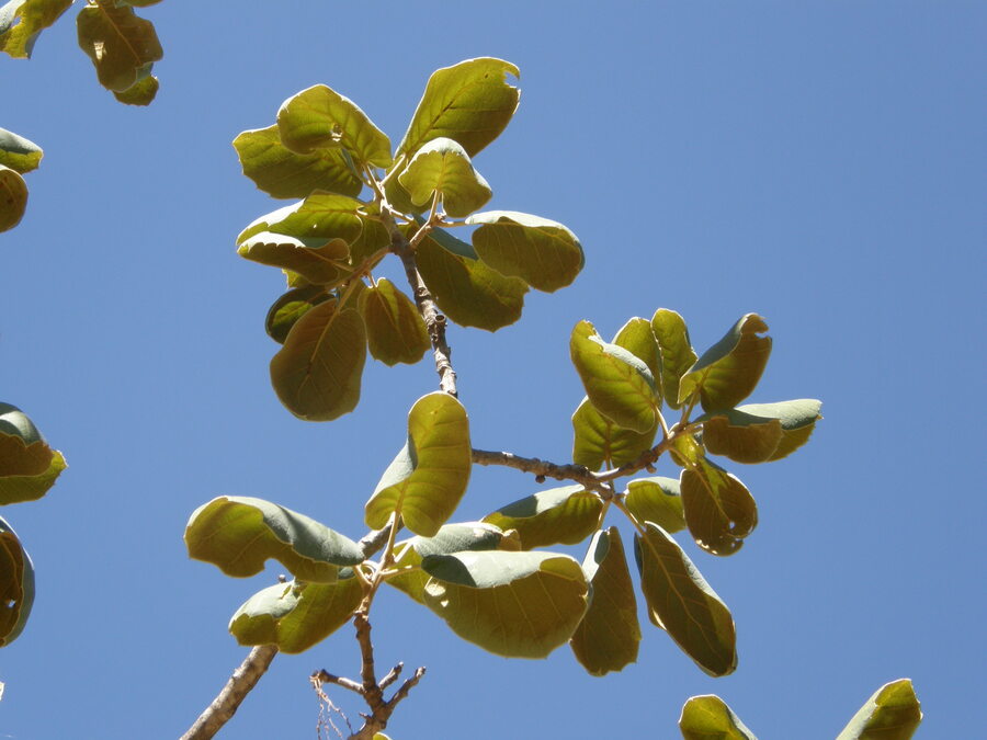 Quercus tarahumara