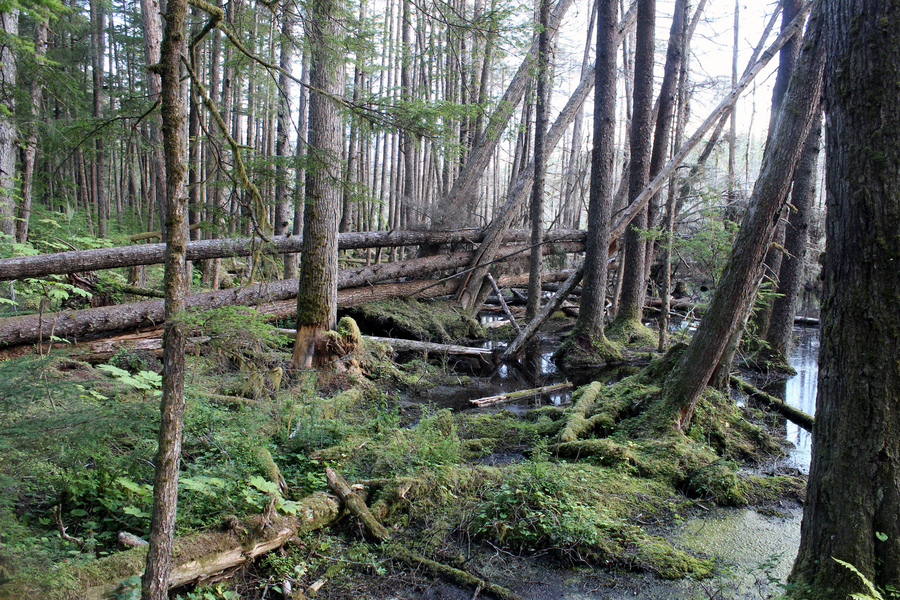 Outer Point Loop Trail, Douglas Island
