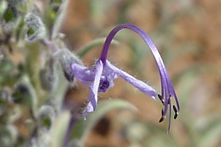 Trichostema lanceolatum