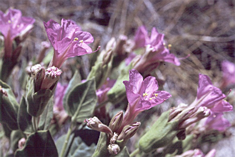 Mirabilis multiflora var. glandulosa