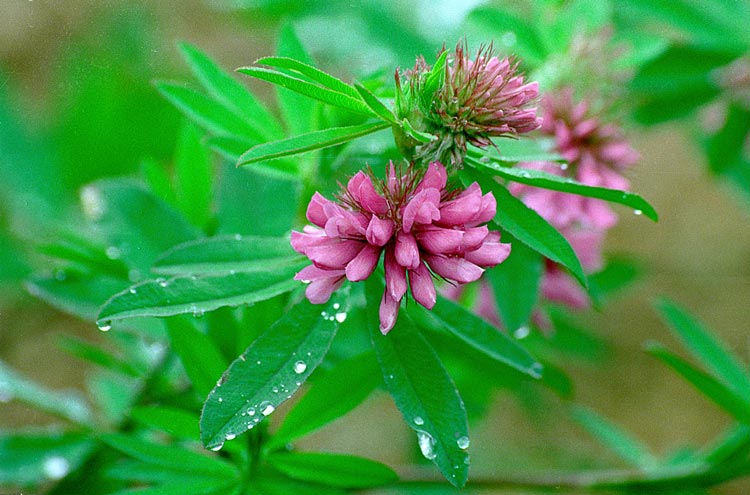 Trifolium lupinaster ssp. pacificum