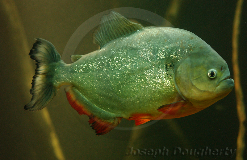 Pygocentrus nattereri Pygocentrus nattereri